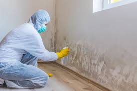 Trusted Pagedale, MO Mold Removal & Remediation Experts